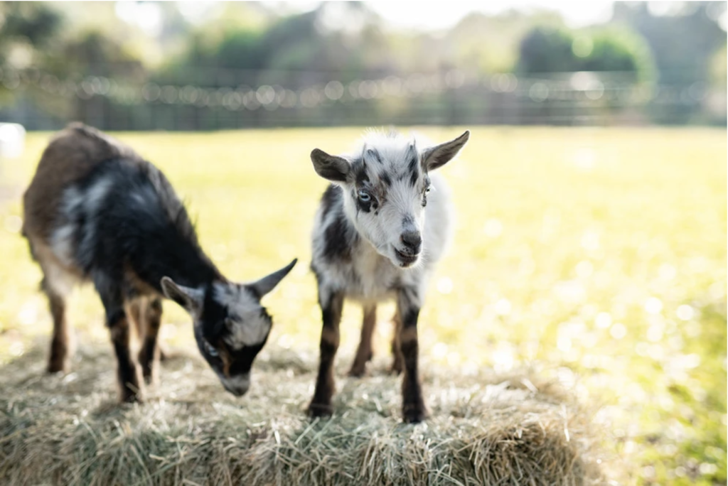 purchase goats - Blue Sky Organic Farms.