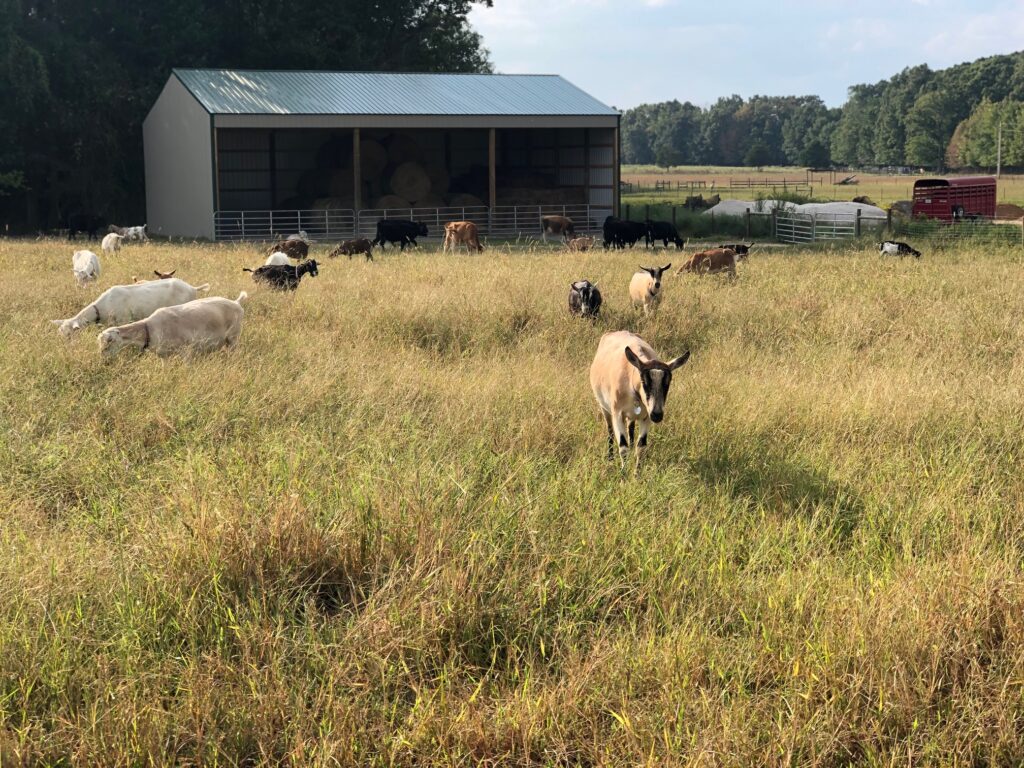 where to buy goats - Blue Sky Organic Farms.