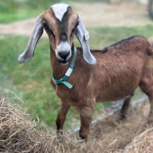 2sr s017 Nubian goat kid buck