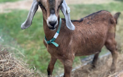 🥛🐐 Premium Dairy Goats for Sale at Blue Sky Organic Farms