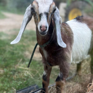 2sr s026 Nubian goat kid buck