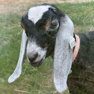 2SR/S028 Nubian Goat Kid Doe