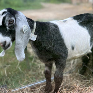 2sr s030 Nubian goat kid buck