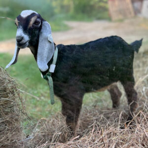 2sr s033 Nubian goat kid buck