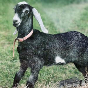 2SR/S035 Nubian Goat Kid Doe