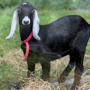 2SR/S036 Nubian Goat Kid Doe