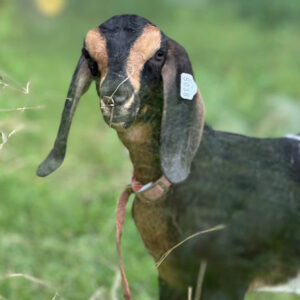 2SR/S038 Nubian Goat Kid Doe