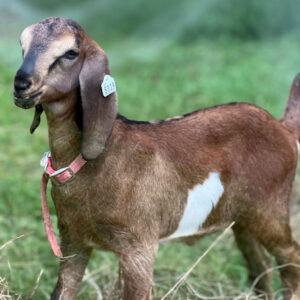 2SR/S039 Nubian Goat Kid Doe