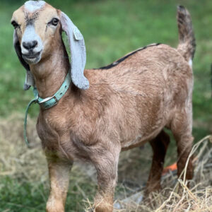 2sr s040 Nubian goat kid buck (stud quality)