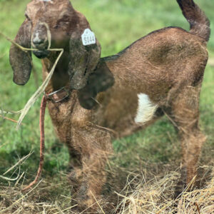 2SR/S044 Nubian Goat Kid Doe