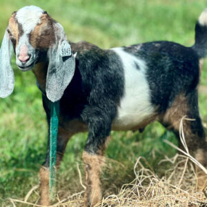 2sr s045 Nubian goat kid buck