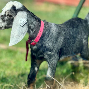 2SR/S046 Nubian Goat Kid Doe