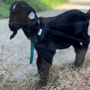 2sr s049 Nubian goat kid buck (Stud Quality)