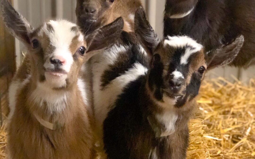 🐐 How to Choose the Right Goat for Your Farm | Blue Sky Organic Farms