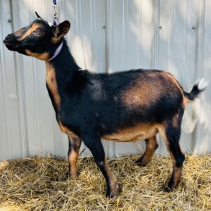 Nigerian Dwarf wether "Abraham" | Harmony Lane Farms