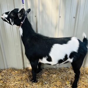 Nigerian Dwarf wether "Ebeneezer"