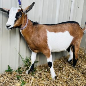 Nigerian dwarf wether "Elijah"