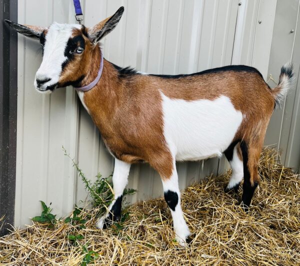 Nigerian dwarf wether "Elijah"