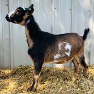 Nigerian Dwarf wether "Freckles"