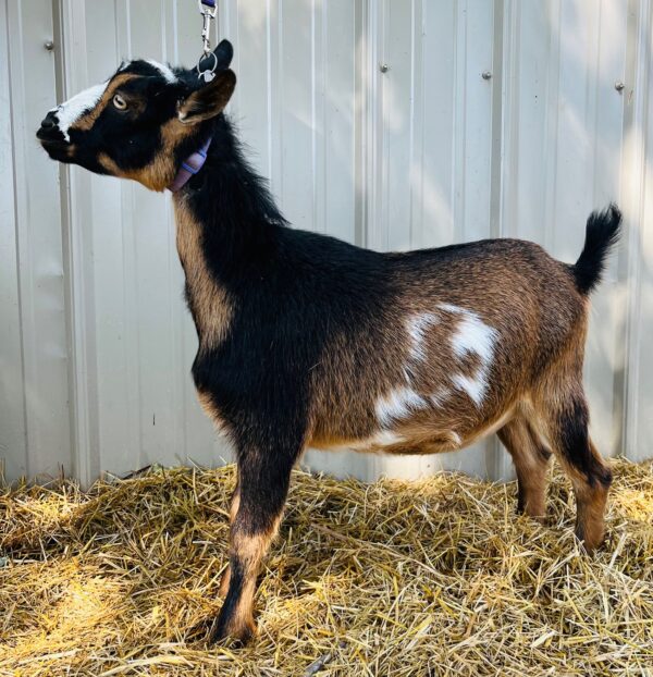 Nigerian Dwarf wether "Freckles"