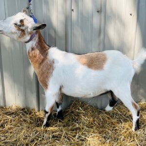 Nigerian Dwarf wether "Gabriel"