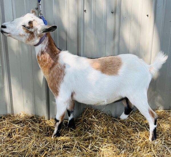 Nigerian Dwarf wether "Gabriel"