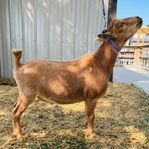 Nigerian Dwarf wether "Milo" | Harmony Lane Farms