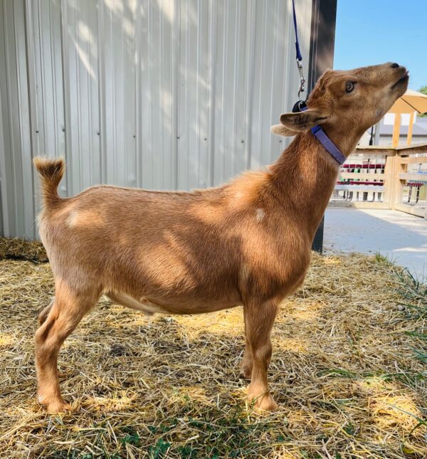 Nigerian Dwarf wether "Milo" | Harmony Lane Farms