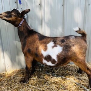 Nigerian Dwarf wether "Pinto Bean"