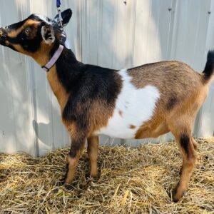 Nigerian Dwarf wether "Spot"