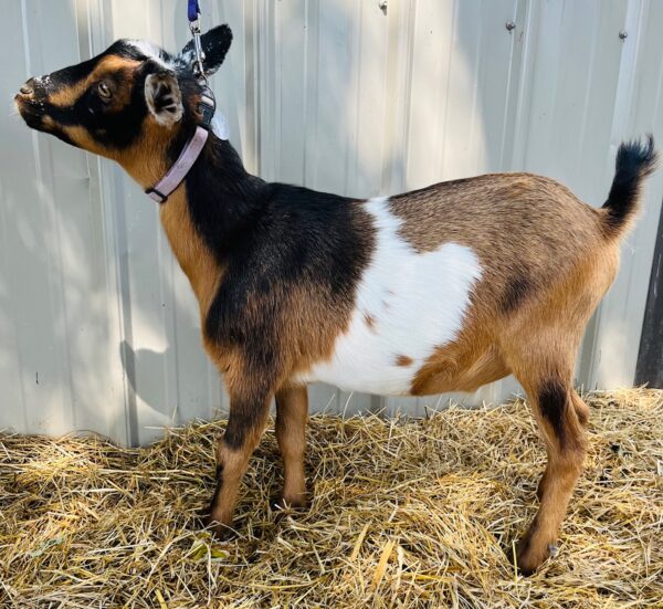 Nigerian Dwarf wether "Spot"