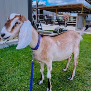 ~SALE PENDING Nubian doe "GussieMae" born 4-2-2024