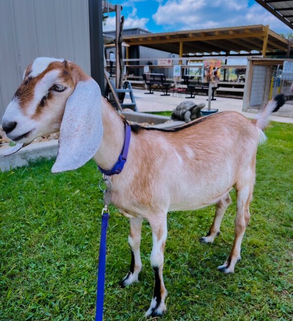 ~SALE PENDING Nubian doe "GussieMae" born 4-2-2024