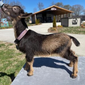 ~SOLD 3/4 Alpine 1/4 Nigerian Dwarf, Avery "DOE" Born 1-24-2023