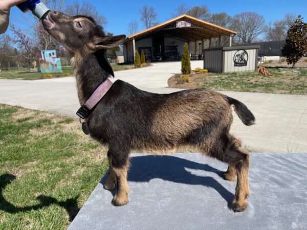 ~SOLD 3/4 Alpine 1/4 Nigerian Dwarf, Avery "DOE" Born 1-24-2023