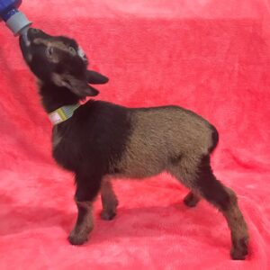 SOLD~~~Full blooded Nigerian Dwarf doeling, Born 1-29-24