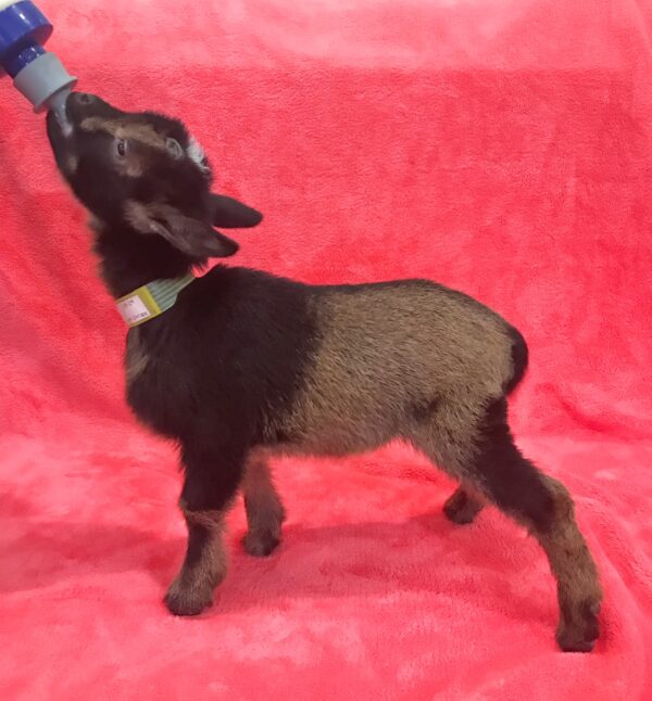 SOLD~~~Full blooded Nigerian Dwarf doeling, Born 1-29-24