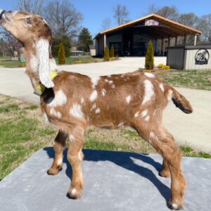 SOLD! Full blooded Nubian Dairy goat, BettyMae "DOE" Born 2-3-2023