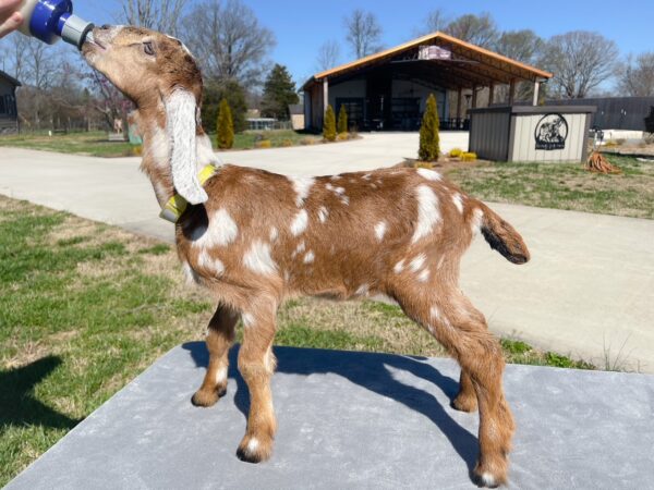 SOLD! Full blooded Nubian Dairy goat, BettyMae "DOE" Born 2-3-2023