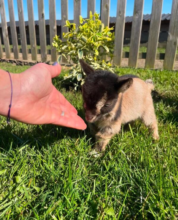 Miniature goats for sale