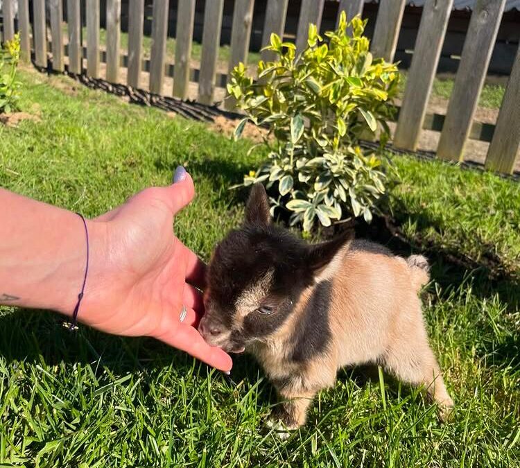 🐐 Baby Goats for Sale Spring 2025 | Blue Sky Organic Farms