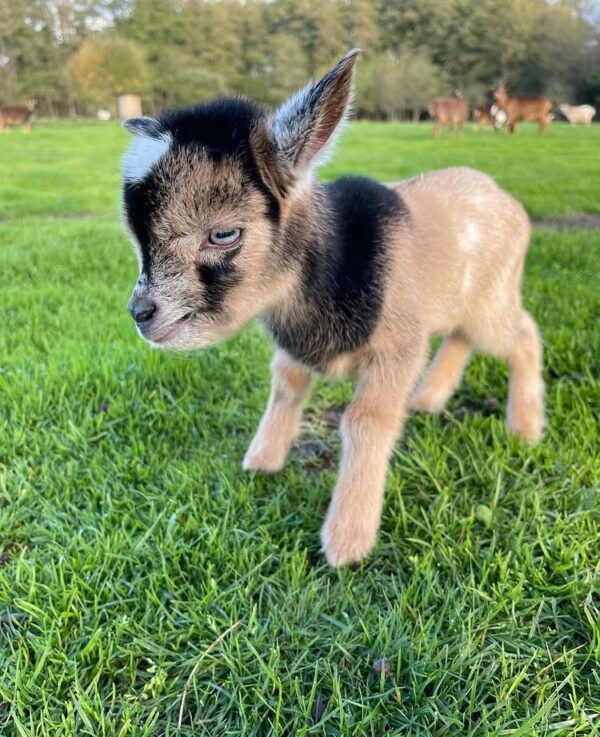 Miniature goats for sale