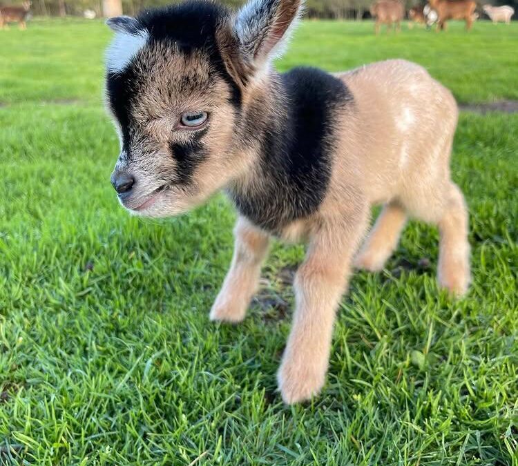 🐐 Goats for Sale Online – Your Ultimate Guide to Buying Goats at Blue Sky Organic Farms!