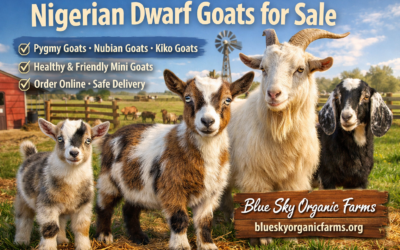 Healthy Nigerian Dwarf Goats for Sale – Complete Guide to Buying and Caring for Miniature Goats